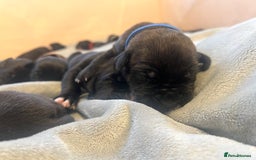 Cane Corso dogs for sale: Yuki & Aries Cane Corso Puppies  - Image 30