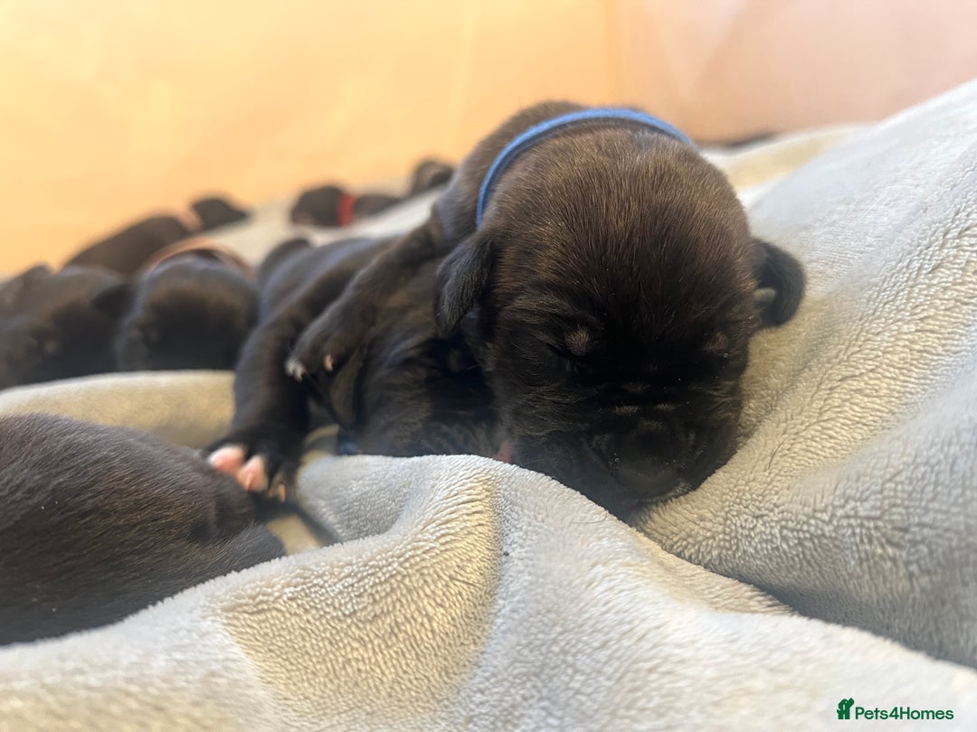 Cane Corso dogs for sale: Yuki & Aries Cane Corso Puppies  - Image 30