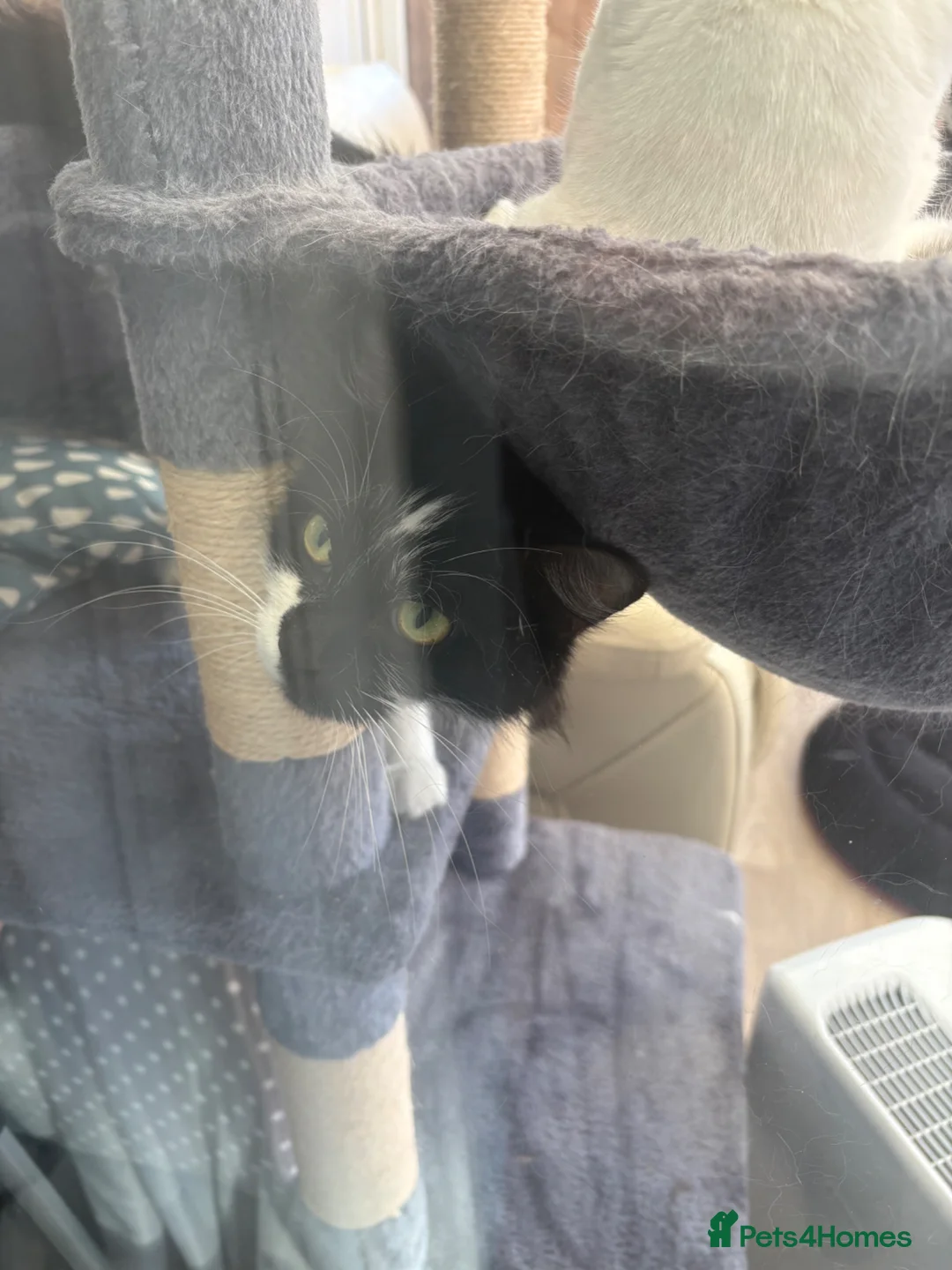 Maine Coon cats for sale: Maine coon for rehoming in Solihull - Advert 3