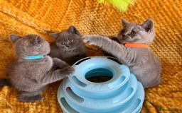 British Shorthair cats for sale: GCCF registered ChampionBloodline 5GENpedigree BSH - Image 3
