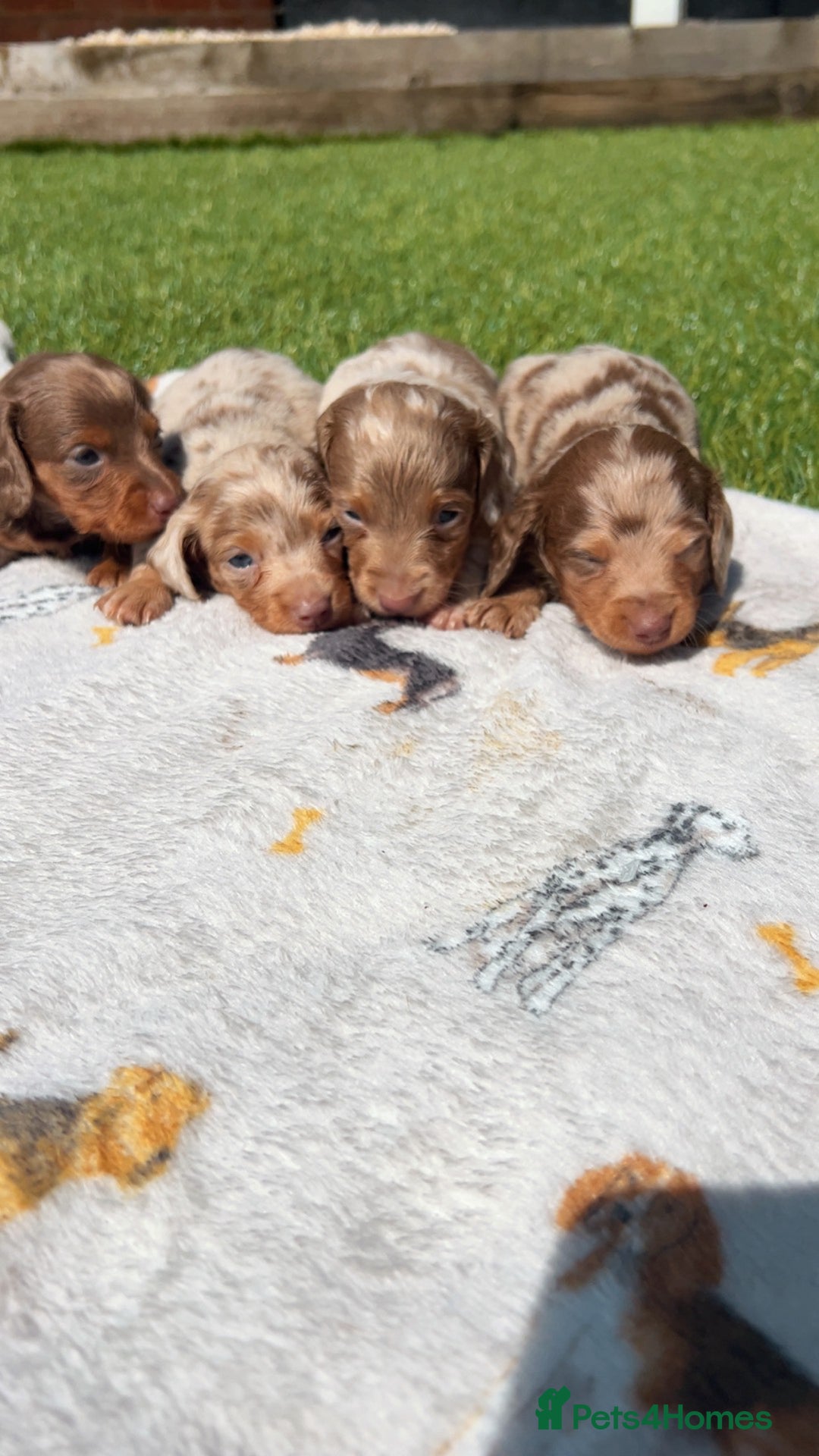 Miniature Dachshund dogs for sale: Stunning miniature long haired Dachshund’s  - Image 3