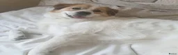 Mixed Breed dogs for adoption: Meet Phoenix, currently residing in Duston in Northampton - Advert 3