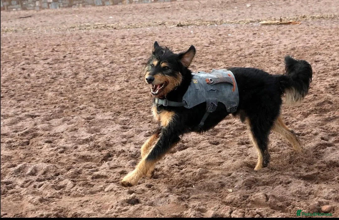 Mixed Breed dogs for adoption: Meet rex 😍  in Hengoed - Advert 6