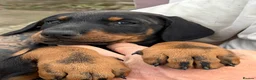 Dobermann dogs for sale: Doberman pups with KC parents  - Advert 6