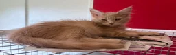 Maine Coon cats for sale: Maine coon kittens - Advert 4