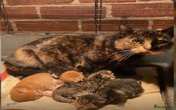 Mixed Breed cats for sale: Beautiful tabby female kitten  - Image 6
