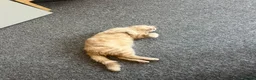 British Shorthair cats for sale: Nemo the British Shorthair🐱 - Advert 5