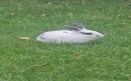 Dutch rabbits for sale: Rex and Dutch Rabbits  - Image 1