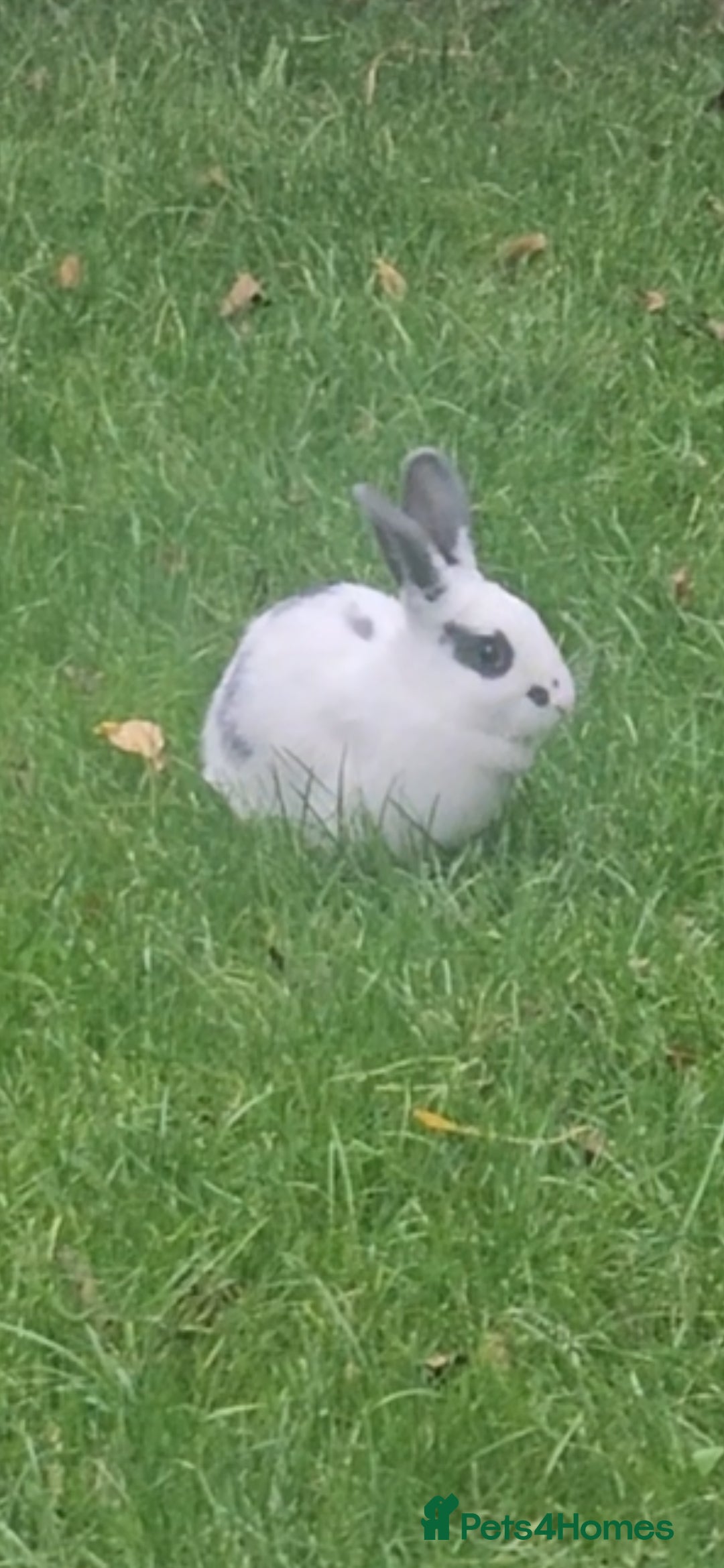 Dutch rabbits for sale: Rex and Dutch Rabbits  - Image 1