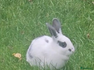 Dutch rabbits for sale - Advert 1