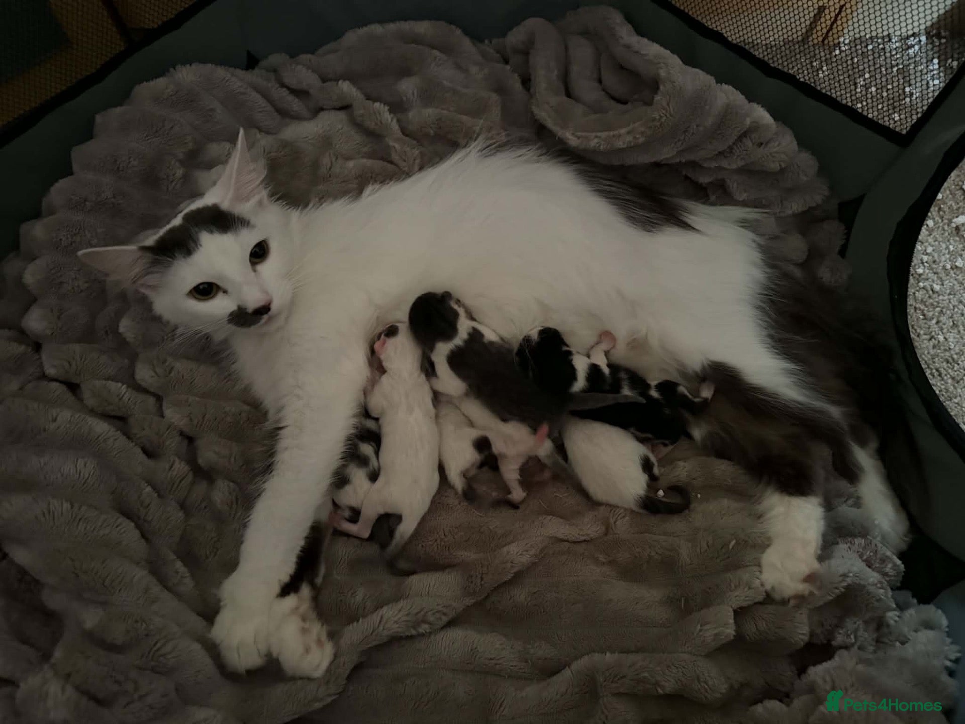 Mixed Breed cats 7 kitten for sale  - Advert 10