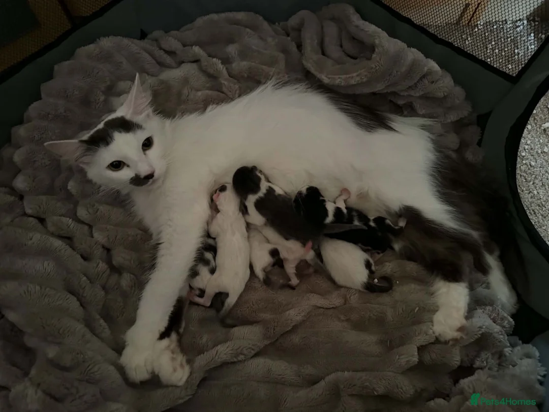 Mixed Breed cats for sale: 7 kitten for sale  in Dereham - Advert 1