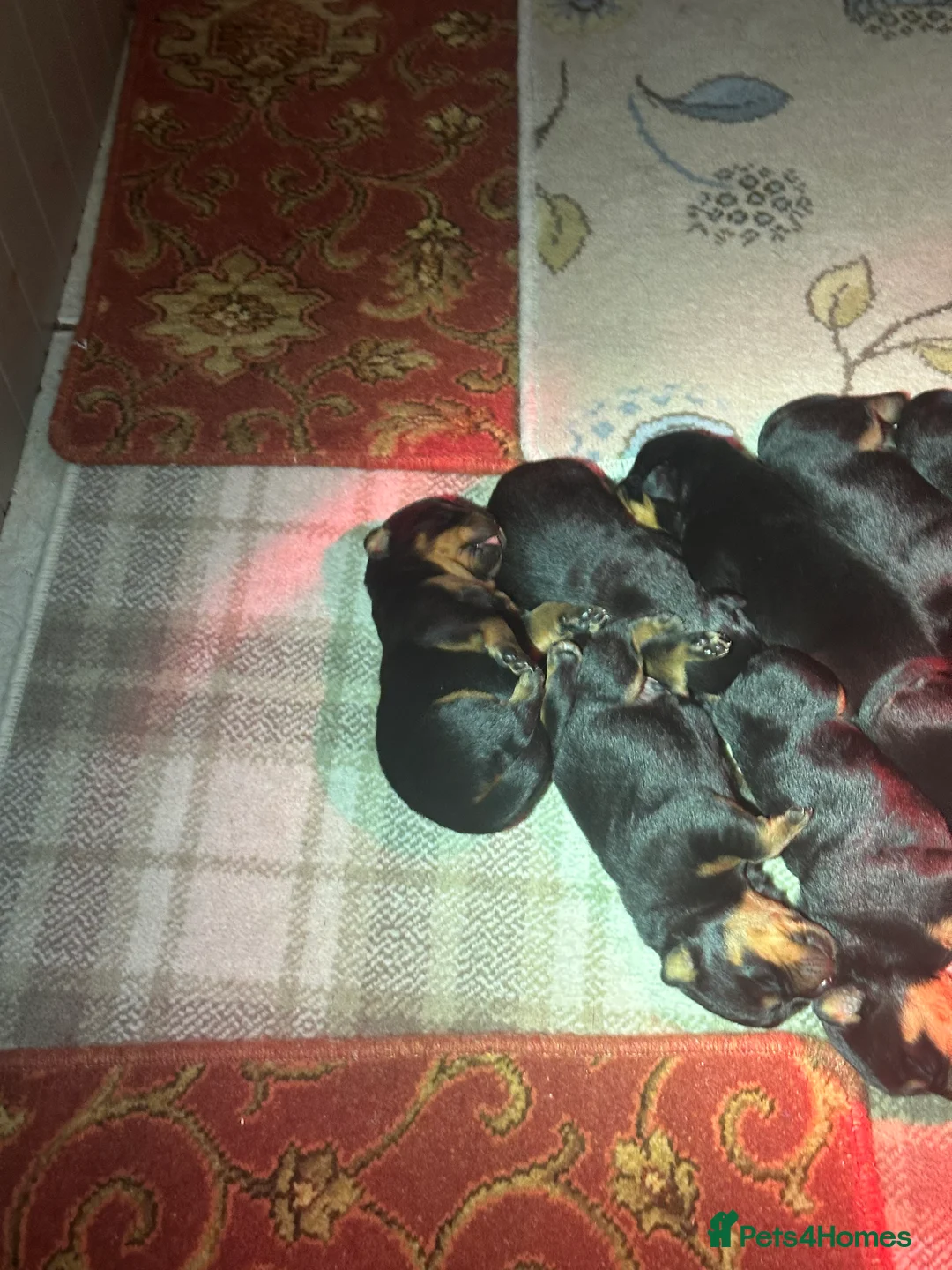 Rottweiler dogs for sale: Beautiful Rottweiler puppies  - Advert 34