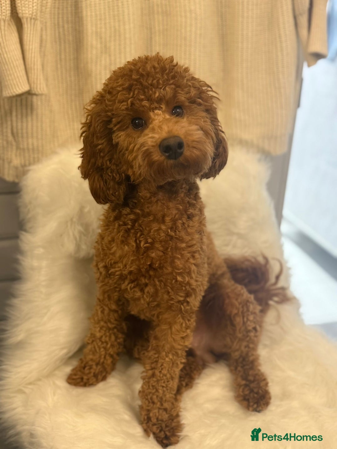 Toy Poodle dogs for sale: Toy poodle puppies  - Advert 10
