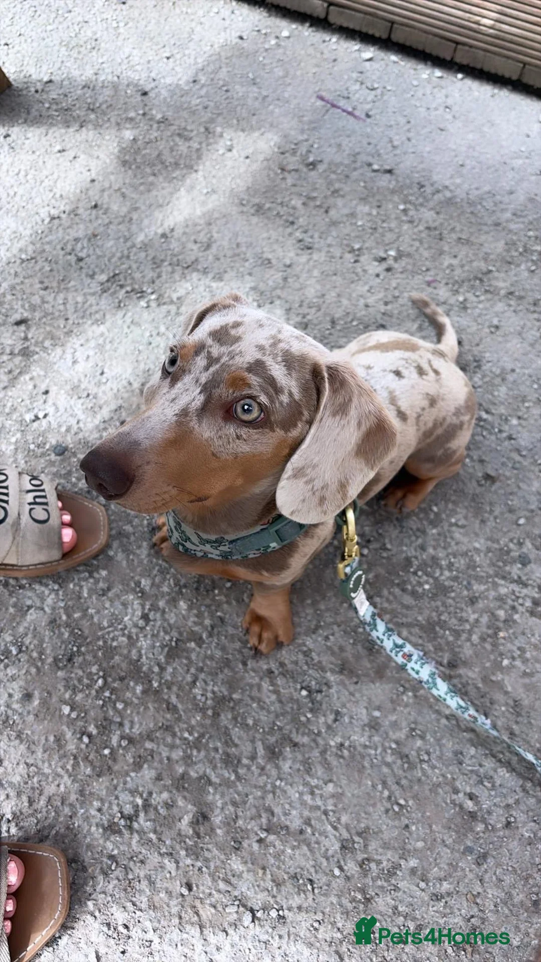 Miniature Dachshund dogs for sale: Miniature dachshund  - Advert 1