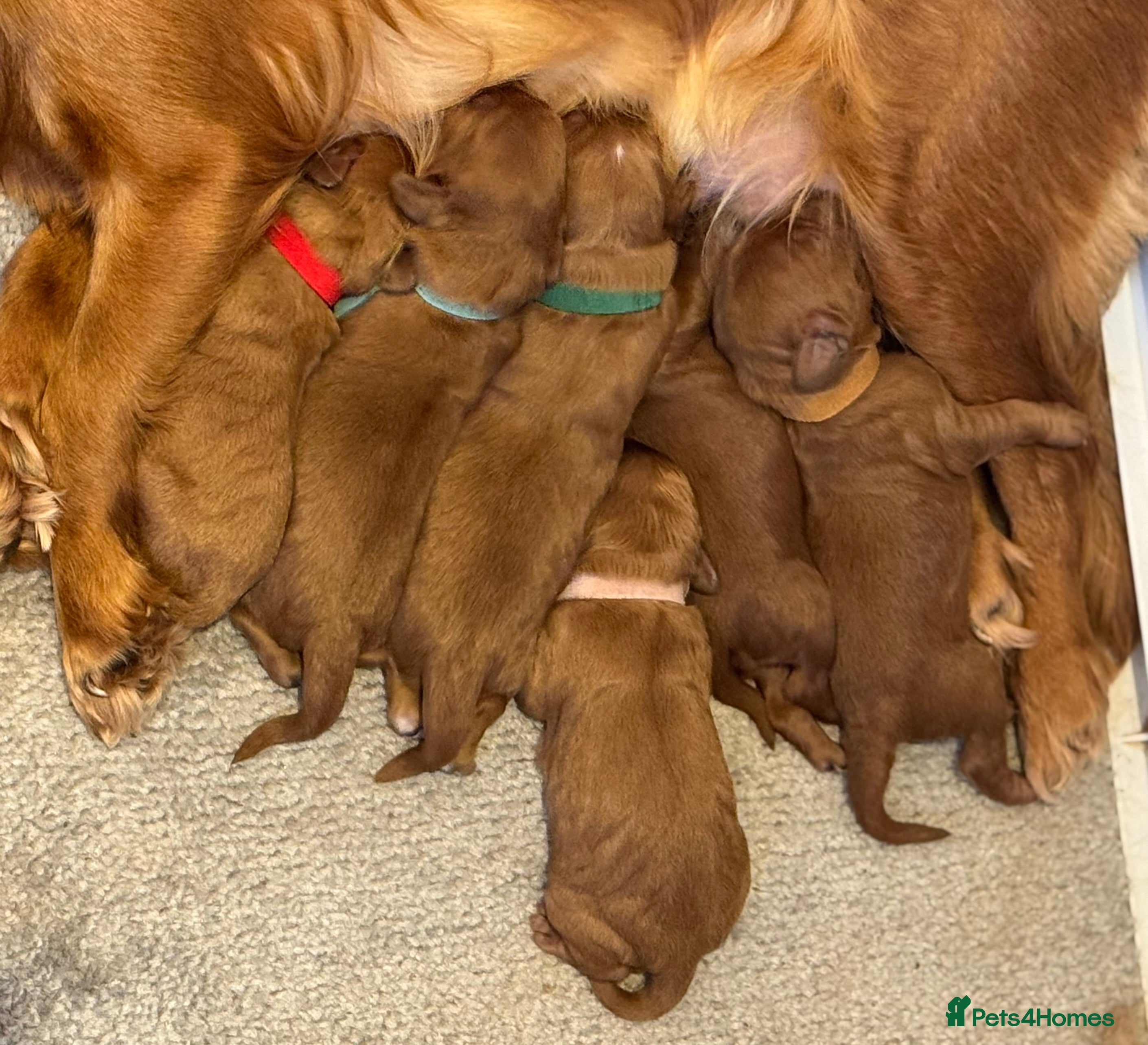 Cavapoo dogs F1 cavapoos  - Advert 1