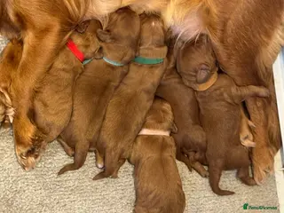 Cavapoo dogs F1 cavapoos - Advert 1