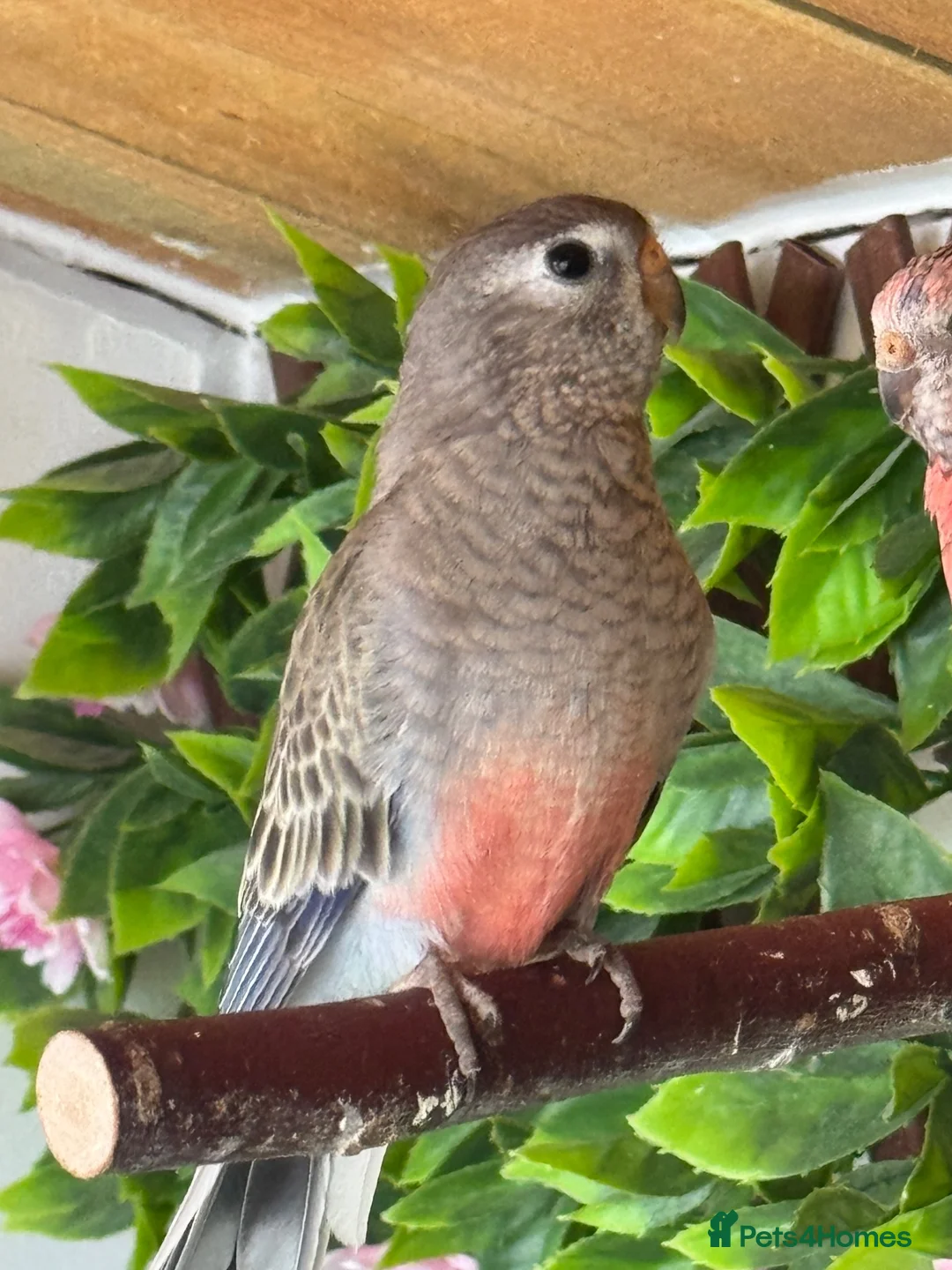 Parakeets birds for sale: Young Rosebourke parakeet in Billingham - Advert 2