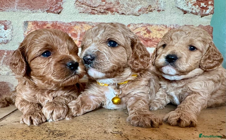 Cavapoo dogs - Advert 8