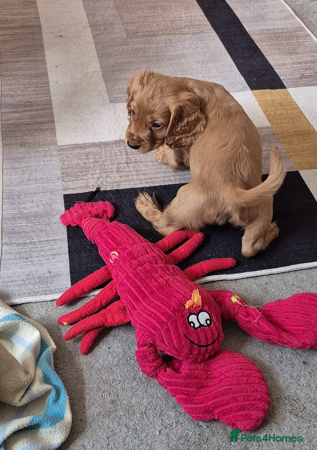 Cocker Spaniel dogs for sale: Cocker Spaniel Puppies for Sale - Image 16
