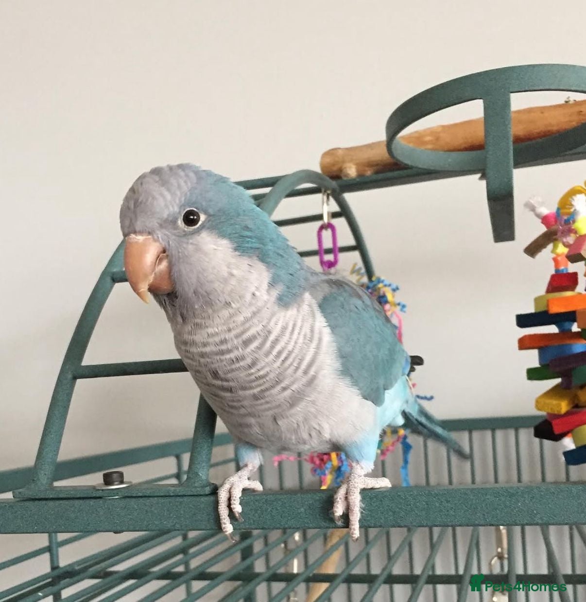 Parrots birds Baby blue tamed Quaker talking parrot  - Advert 19