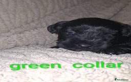 Miniature Schnauzer dogs for sale: 5 female miniature schnauzers - Image 15