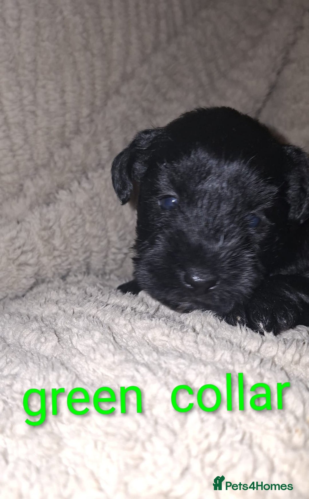 Miniature Schnauzer dogs for sale: 5 female miniature schnauzers - Image 15