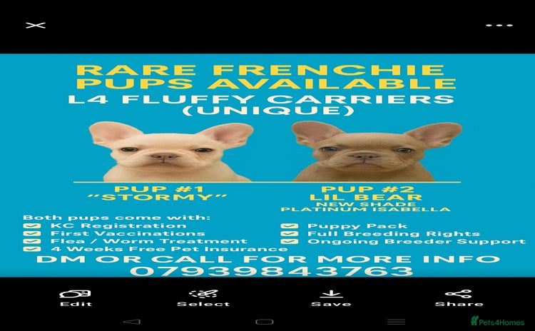 French Bulldog dogs 🐾Rare NewShade L4 French Bulldogs kC registered🐾 - Advert 6