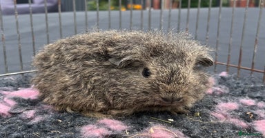 Guinea Pig rodents - Advert 15