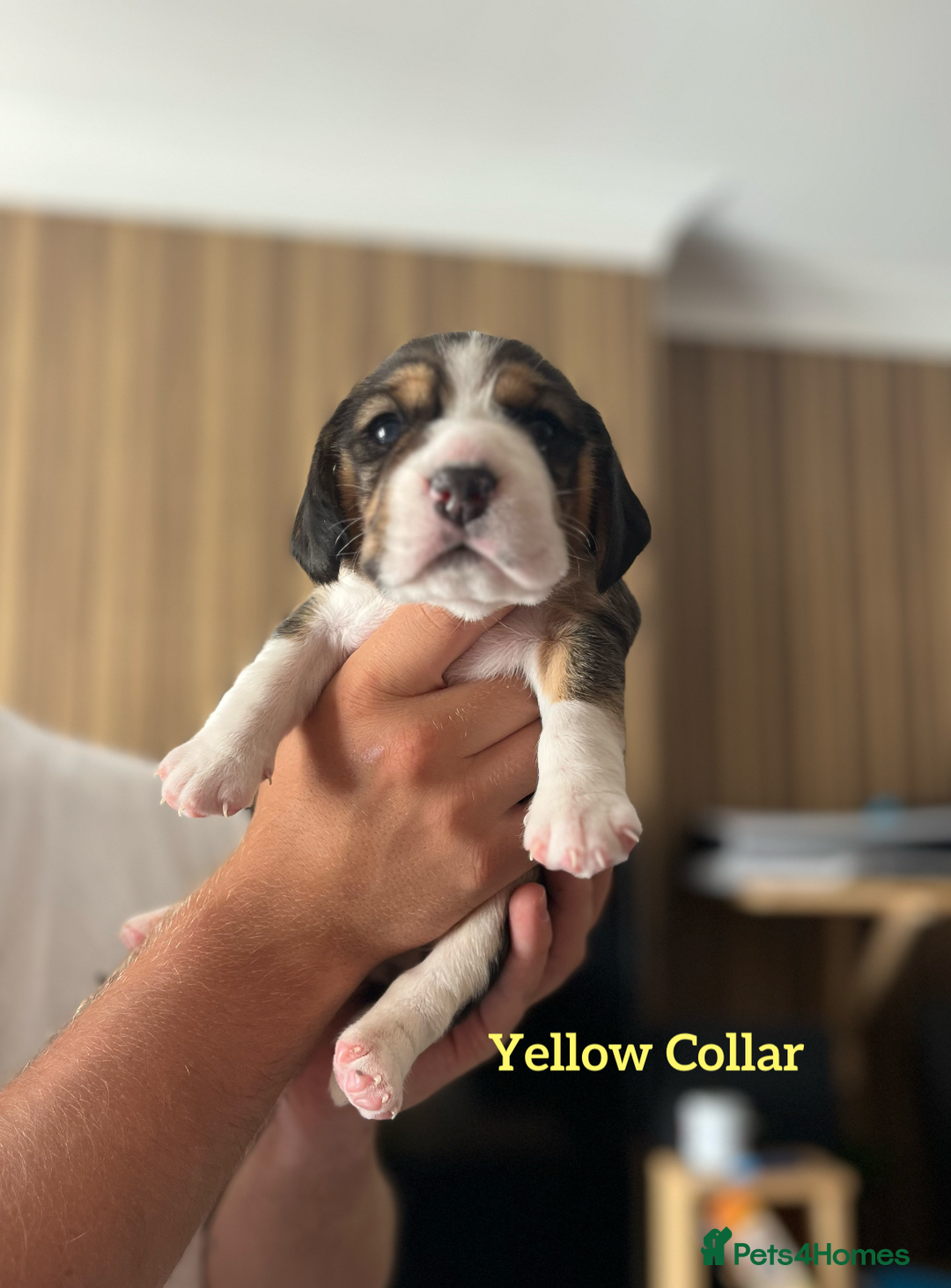 Beagle dogs for sale: 2 Beagle Girl Pups left -(KC Reg), Champ Bloodline - Image 10