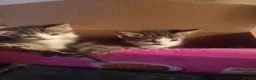 Mixed Breed cats for sale: Mixed litter of kittens - Advert 2
