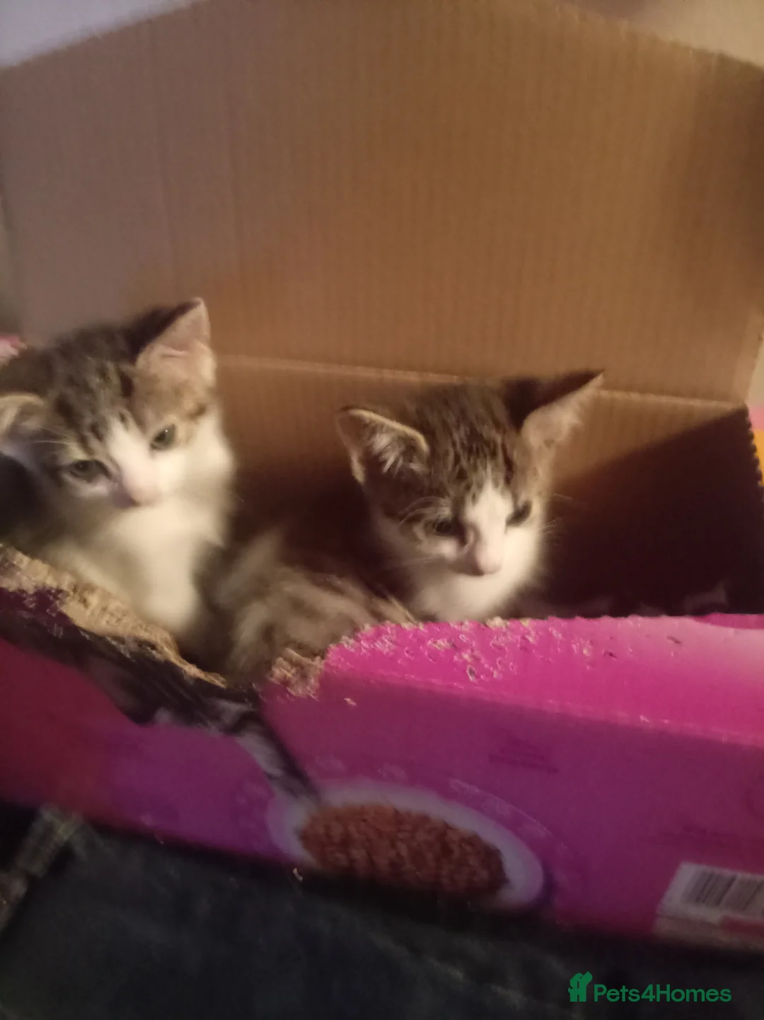 Mixed Breed cats for sale: Mixed litter of kittens - Advert 2