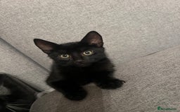 British Shorthair cats for sale: Adorable Kittens Looking for Loving Homes - Image 2