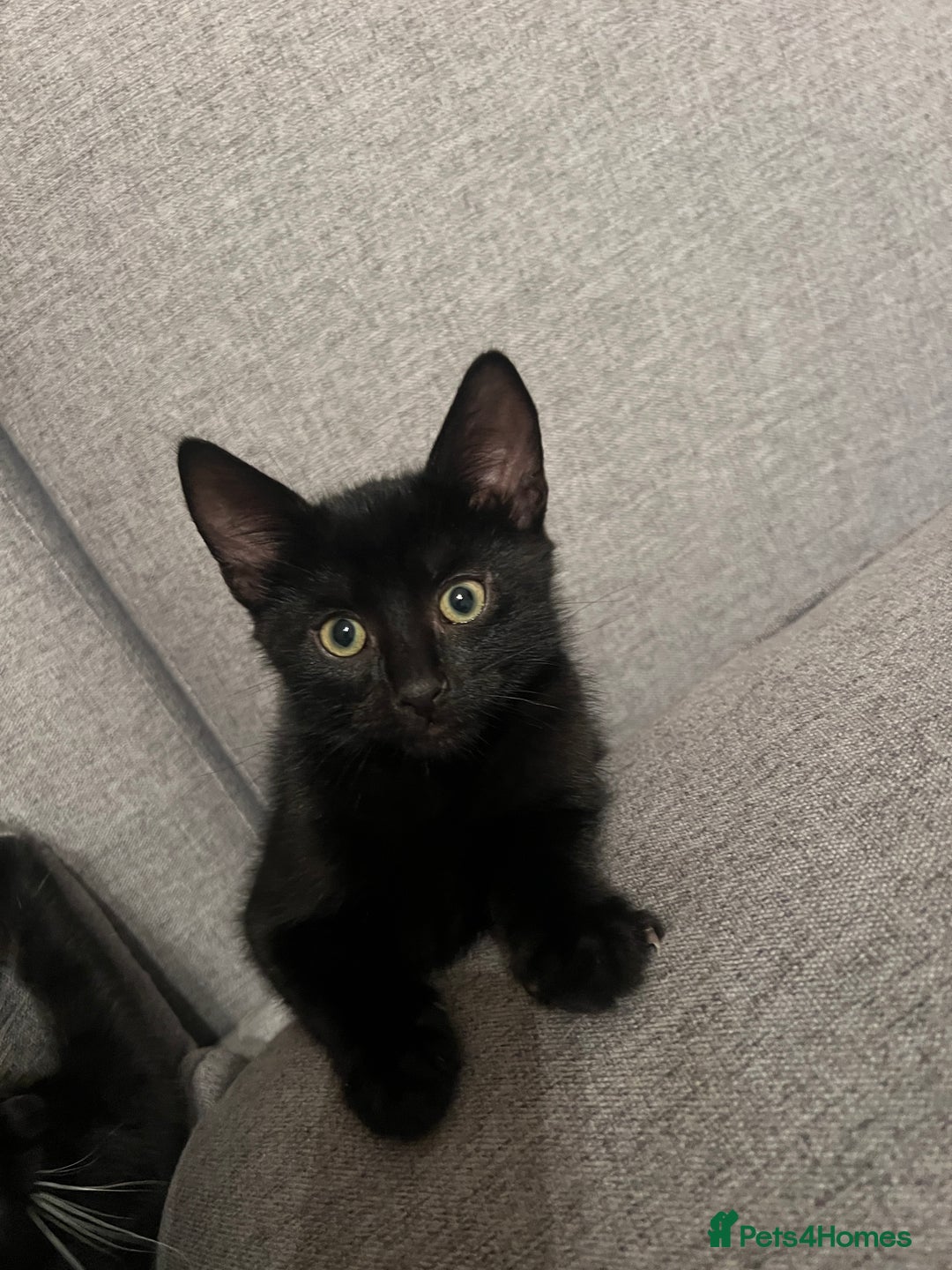 British Shorthair cats for sale: Adorable Kittens Looking for Loving Homes - Image 2