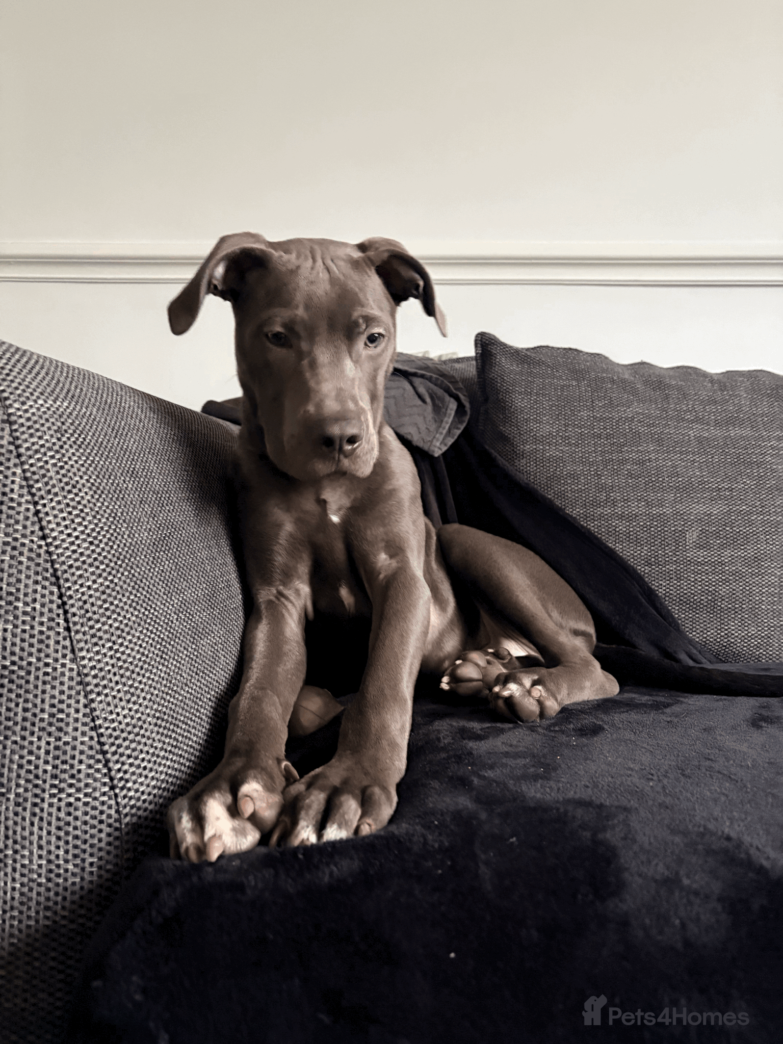 Mixed Breed dogs STAFFY X CANE CORSO needing home  - Advert 2