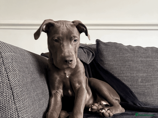 Mixed Breed dogs STAFFY X CANE CORSO needing home - Advert 18