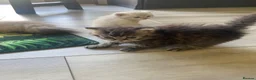 Selkirk Rex cats for sale: Selkirkrex babies - Advert 10