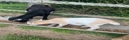 Goats livestock for sale: Pygmy X Female & Wether - Advert 13