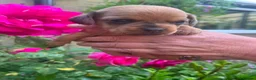 Mixed Breed dogs for sale: Pug X Dachund puppies - Advert 4