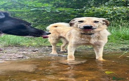 Mixed Breed dogs for adoption: Pettern - Norwich Norfolk  - Image 31