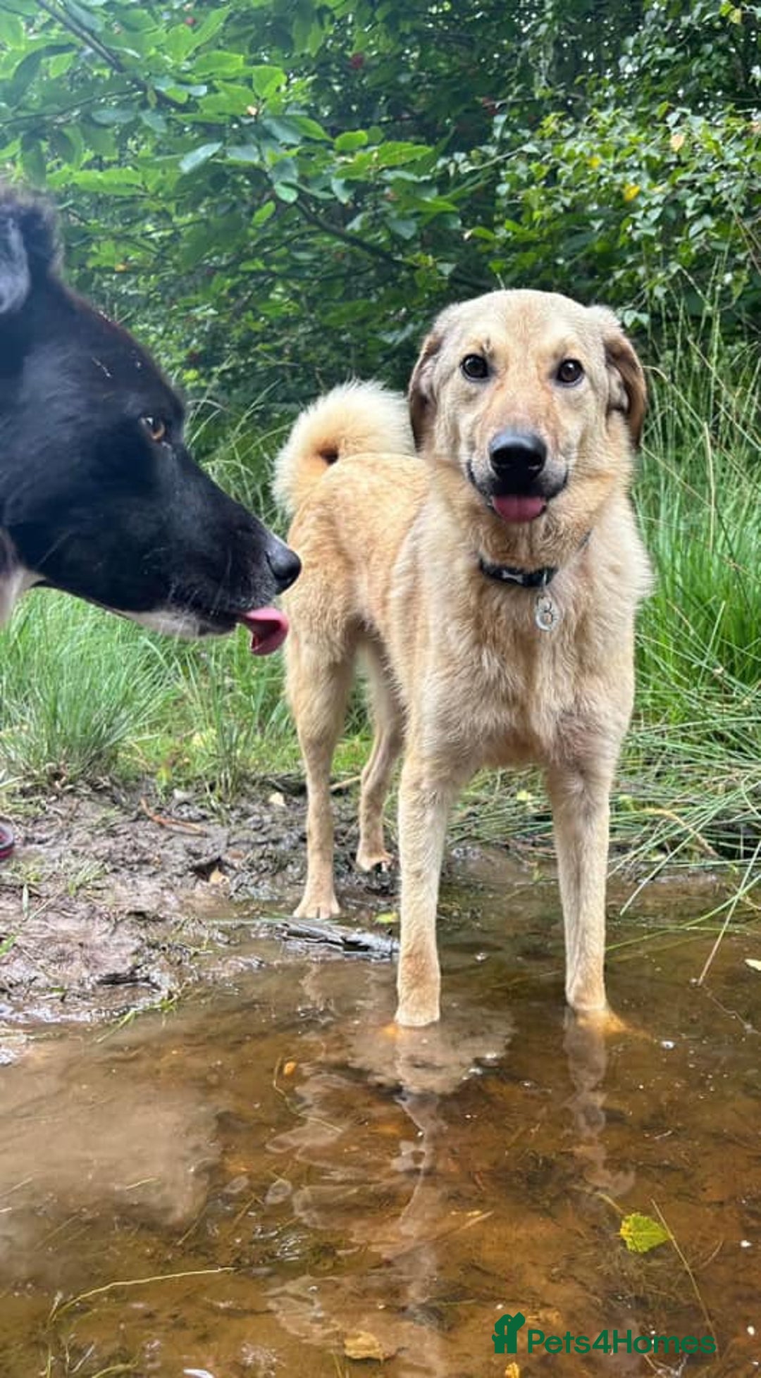 Mixed Breed dogs for adoption: Pettern - Norwich Norfolk  - Image 31