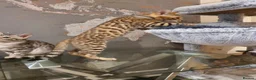 Bengal cats for sale: 🐆🐆Beautiful Pedigree Bengal Kittens🐆🐆  - Advert 24