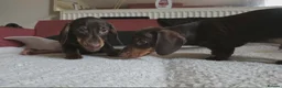 Miniature Dachshund dogs for sale: Miniature dashound  - Advert 8