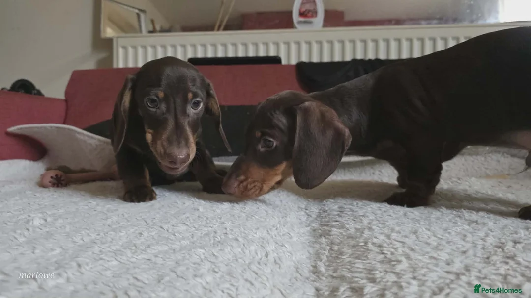 Miniature Dachshund dogs for sale: Miniature dashound  - Advert 8