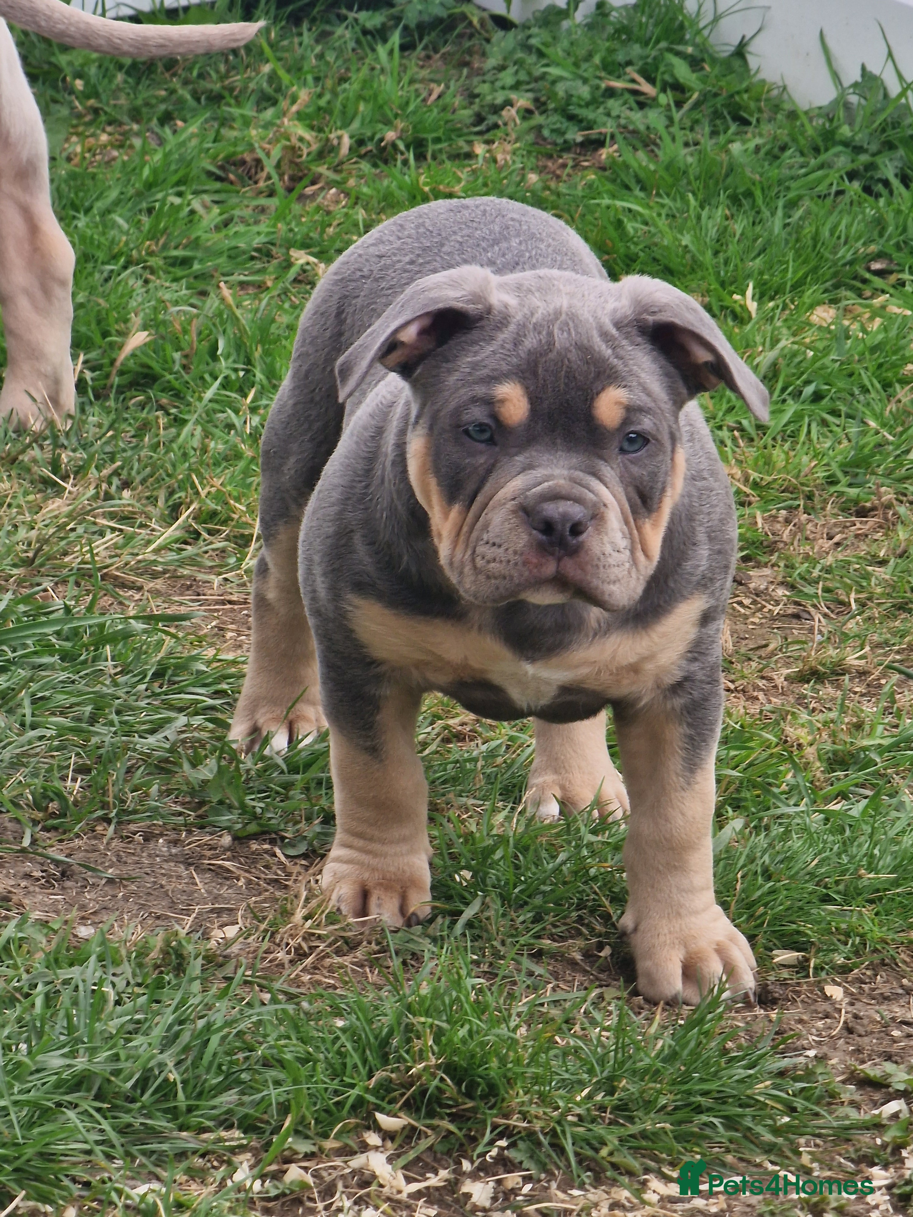American Bully dogs Pocketbully puppy 3gir 1boy❤️ goodbye timewasters! - Advert 2