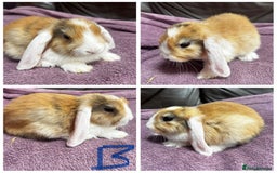 Mini Lop rabbits for sale: 4 gorgeous boys left from litter of 7!  - Image 3