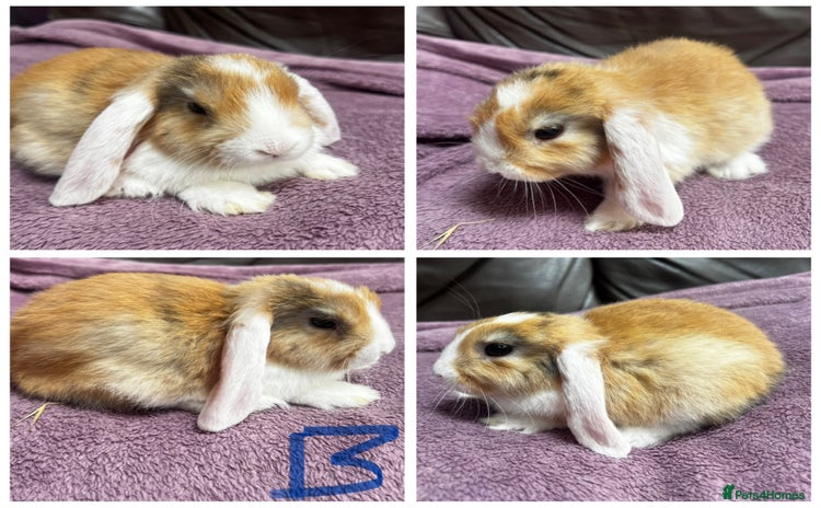Mini Lop rabbits - Advert 12
