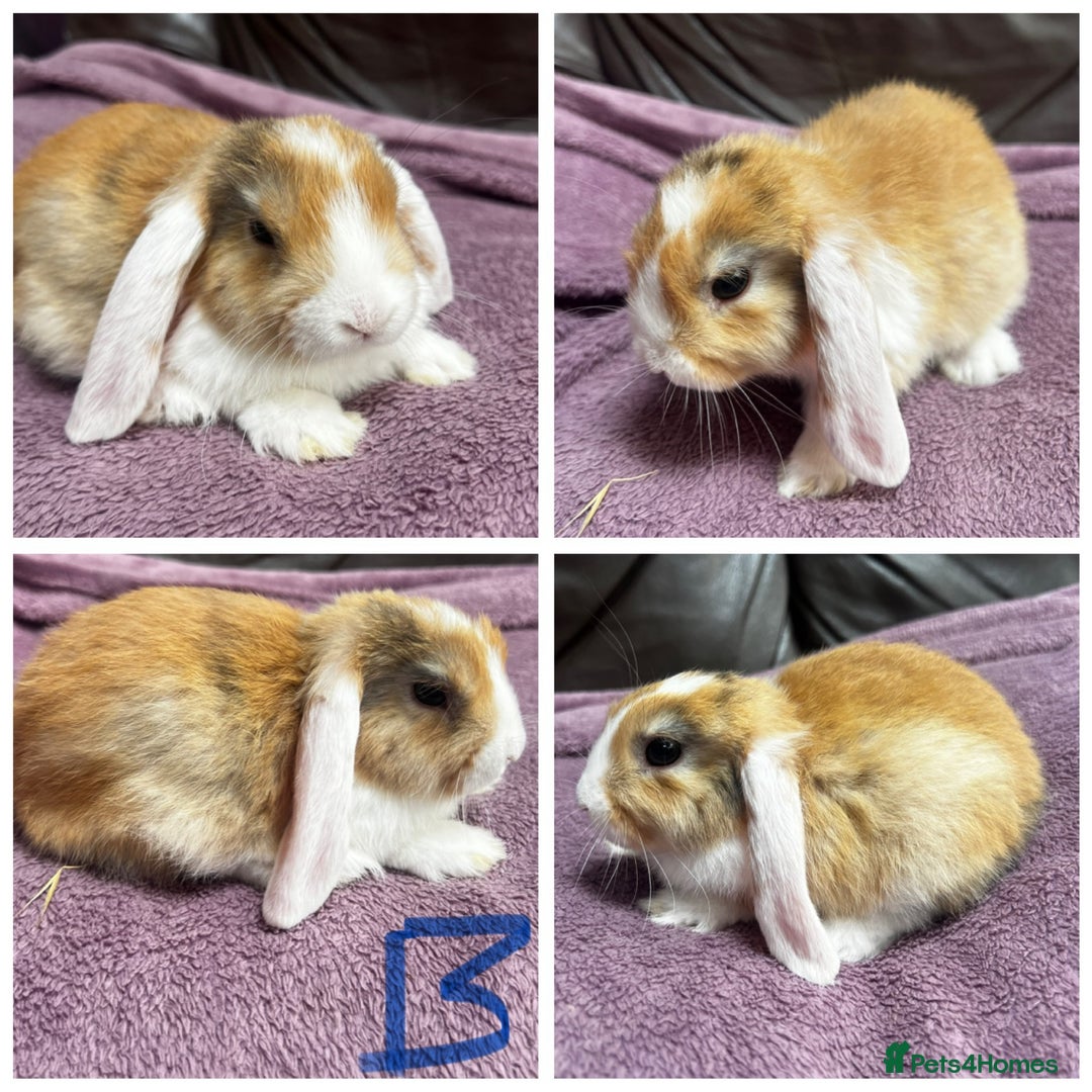 Mini Lop rabbits for sale: 4 gorgeous boys left from litter of 7!  - Image 3