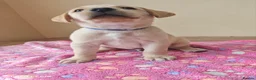 Labrador Retriever dogs for sale: Exceptional Home Raised Labrador Puppies in Nottingham - Advert 5