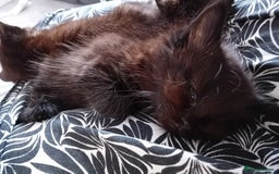 Mixed Breed cats for sale: Gorgeous kittens - looking for their forever home - Image 4